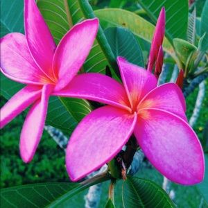 Meet your Posher, Makenna